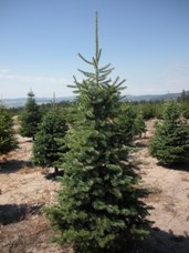 Subalpine Fir